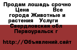 Продам лошадь срочно › Цена ­ 30 000 - Все города Животные и растения » Услуги   . Свердловская обл.,Первоуральск г.